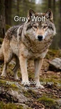 The Evolution of Dogs 🐕