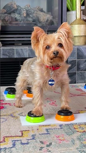 Angry "Karen" dog asks to speak to the manager #shorts