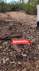 28K views · 109 reactions | Snake    #chipmunk #challenge #chipmunksoftiktok #chipmunks #chipmunksofinstagram #dinky #animal #funnyvideos #pet #doglover #reelsfbシ #fishing #fishinglife #saturday #fish #facebookpost #priorities #cute #cutegirl #grateful #dance #cutegirlthailand #cutebaby #beutiful #beefitswhatsfordinner #beefwellington #cooking #cookingvideo #fishing #fishingtrip | Beat Na | Facebook