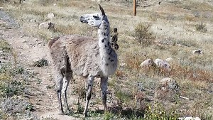 'Aggressive' llama on the loose at Bobcat Ridge