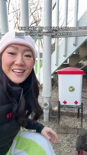 My chickens learned how to use the nipple waterers so fast, and I’m obsessed with my heated chicken waterer! If you’re looking for a heated chicken waterer, check this one out! #chickenwaterer #heatedwaterer #heatedchickenwaterer #winterprep #tipoftheday