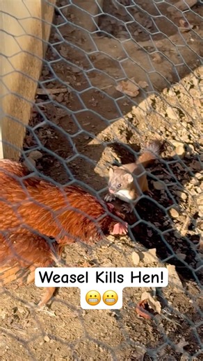 Weasel breaks into chicken coop and kills chicken.. #chicken #chickencoop #invaders #weasel #invader