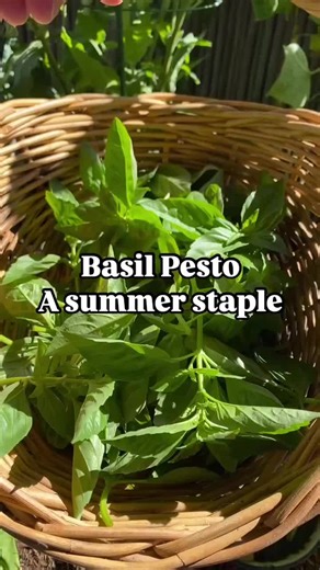 Basil Pesto - a great way to use up your homegrown basil 🌿 Recipe by @simplyrecipes - it’s a goodie! 2 cups fresh basil leaves, packed 1/2 cup freshly grated Romano or Parmesan cheese 1/2 cup extra virgin olive oil 1/3 cup pine nuts (can sub chopped walnuts) 3 cloves garlic, minced 1/4 teaspoon salt, or more to taste 1/8 teaspoon freshly ground black pepper, or more to taste Pulse the basil, pine nuts, cheese and garlic in a blender. With the blender running, slowly add the olive oil in a stead
