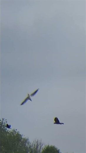 Crows mobbing Marsh Harrier #birds #nature #birdsofprey