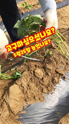 고구마 심으셨나요? 꿀고구마 오가농원 청정괴산 자연울림 [고구마재배방법] #shorts