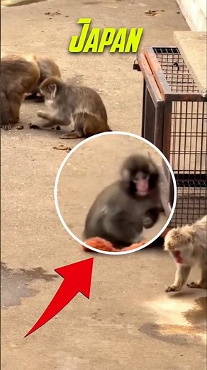 The sad story of a little monkey #shorts #shortvideo