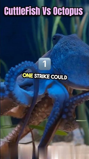 Cuttlefish vs Octopus Who would win in a fight? #shorts #science #facts
