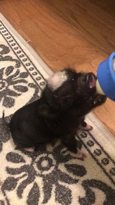 Feeding time is serious to Hamlet.🐷 | Beginner's Luck
