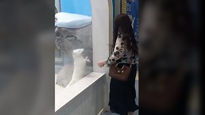 It wasn't quite a foxtrot, but this Arctic fox imitated a zoo visitor's movements by jumping up and down with her. | USA TODAY