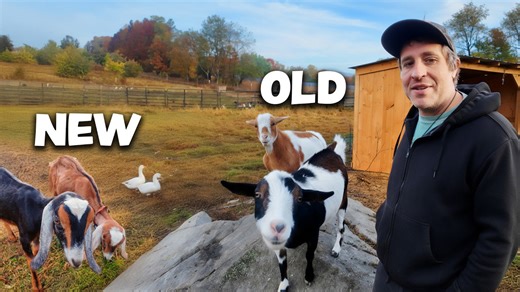 Old goats encounter new goats in chaotic pen