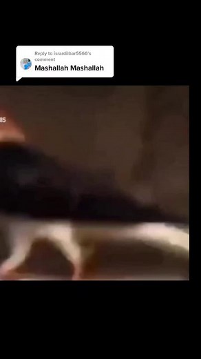 saido khan on TikTok