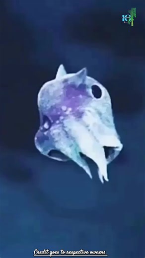 Discover the Enigmatic Dumbo Octopus: A Master of Deep Sea Depths