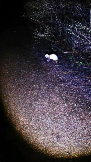 Polecat. #music #takeiteasy