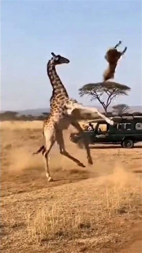 Giraffe Attacks During Safari 😱🦒 | Unbelievable Moment #Shorts