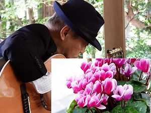 シクラメンのかほり(布施明 : 1975年《昭和50年／小椋佳 : 作詞・作曲)木原透(癒しのソロギター)歌詞の字幕入り