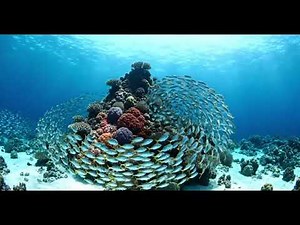 Vibrant Coral Reefs: A World of Colorful Tiny Fish