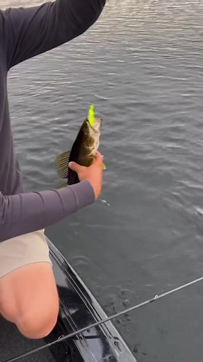 The Northland Fishing Tackle Eye Candy Paddle Shad is the absolute deal, and the proof is in the pudding! 🍬 | Sportsman's Journal TV