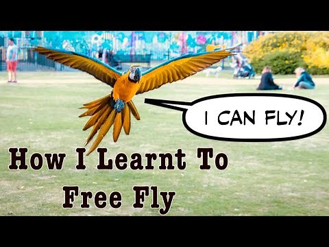 Parrot Free Flight Journey || Mikey The Macaw