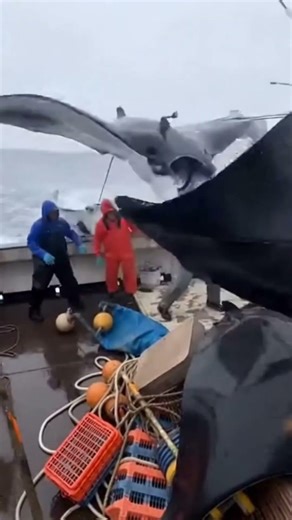 Giant Stingrays Kept Jumping Onto the Boat One After Another