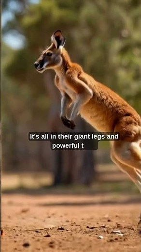 “How Do Kangaroos Jump So High”