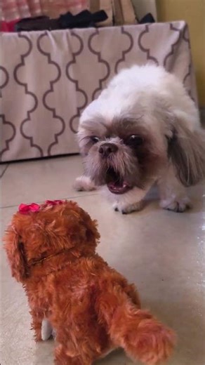 My dog playing with his new toy #dog #cute #shorts