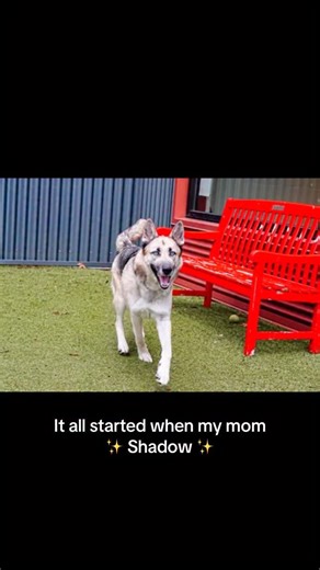 Yogi wanted to share how her family came together. Her two siblings have been adopted but Yogi, her mom Shadow and dad Jax are all still available and ready to join your family! Learn more about them on our site! #dogs #germanshepherd #germanshepherds #gsd #puppy #cute #funny #adopt | Seattle Humane