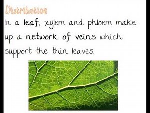 Xylem and Phloem : Anatomy of Flowering Plants Video Lecture - Class 11