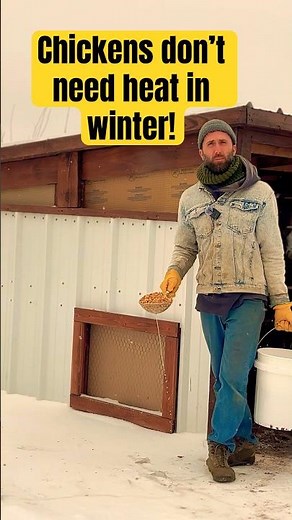 You Don’t Need Heat to Keep Chickens Alive in Winter