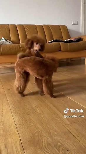 Toy poodles playing every day #pudel #pudelki #toypoodle #poodleoftiktok #poedel #puddel
