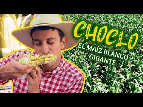 Choclo: The Giant White Corn 🌽 | The Agricooltores in Cusco!