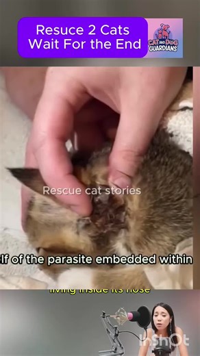 Effective Cat Ear Care: Removing Larvae Safely