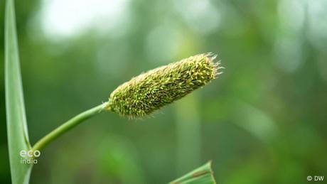 Tamil Nadu: Farmers help millet make a comeback
