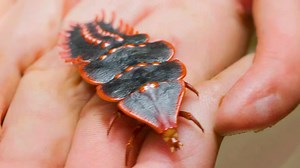 Prehistoric Insect That Never Evolved