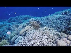 Mysterious Creatures Lurking Below Ocean Wildlife Documentary Discovery in 60FPS