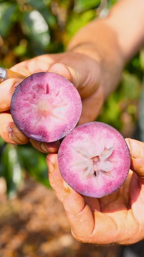 Looking for a fun family day out? Tropical Fruit World is just a short drive from the Gold Coast or Byron Bay. Taste your way through exotic fruits, meet our friendly farm animals, and soak up those stunning Northern Rivers views ☀️ Book your Farm Tour on any week day this November and enjoy 25% off. Make sure to use code 25OFF at checkout. Head to the link to book now https://www.tropicalfruitworld.com.au/pages/farm-tours-and-workshops 📍 Tropical Fruit World, 29 Duranbah Road, Duranbah NSW, Au