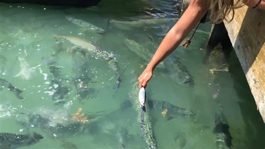 Hand feeding massive tarpon in shark-infested waters