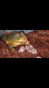Giant Bullfrog Eats Many Hamster | Insect Forest