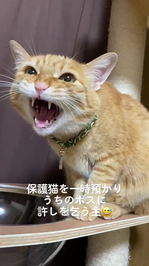 保護猫の一時預かり体験😂笑