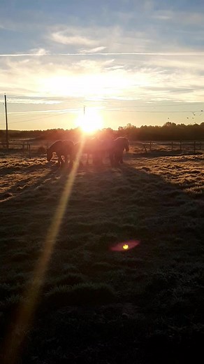 18 reactions | Lever du jour et premières gelées martinales chez les juments du ventoux | Juments DU Ventoux | Facebook