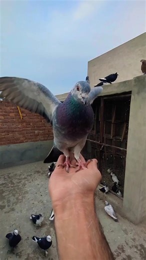 kabootar 🥰 Pigeon Say Hie💖 || #shorts #pigeon #kabutar #viral
