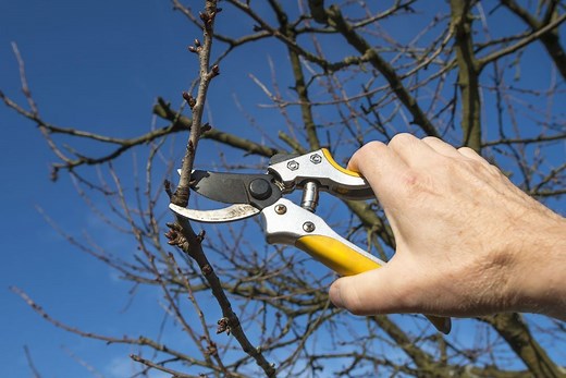 Obstbäume schneiden - Unsere Anleitung mit Bildern