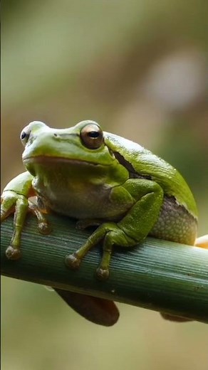 CADENA TRÓFICA o ALIMENTARIA en 1 MINUTO 🦌🐆 #SHORTS