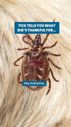 Ticks aren’t thankful for Seresto® flea & tick collars. That's protection from fleas and ticks for your dog for 8 months. | Seresto