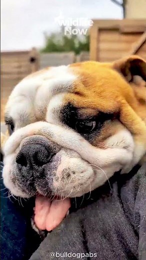 English Bulldog Personality and Care Guide #bulldog #pets