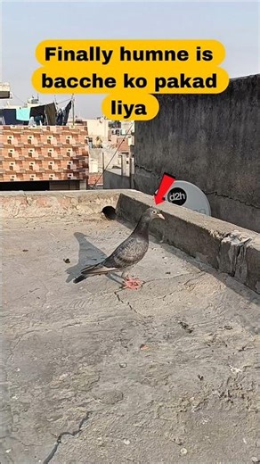 Finally humne is bacche ko pakad liya #viral #kabootar #vilogpigeon #pigeon #shorts#2026