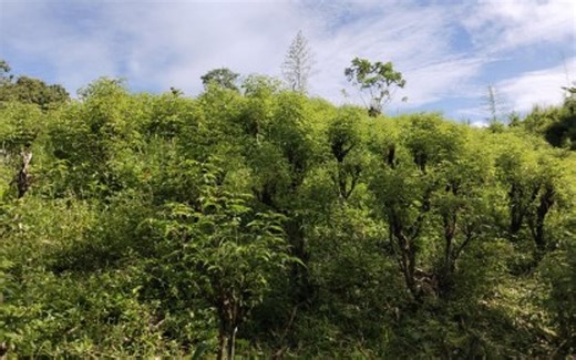 Tacloban traditional meds plant to produce more as demand soars