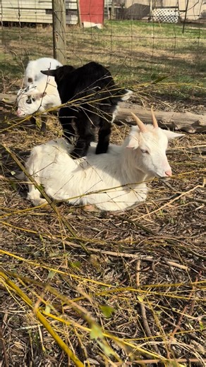 Ezra Lewis Farm on Instagram: "In accordance with prophecy, peace lasted roughly eight seconds before the young king performed his royal river dance upon the maternal sun‑bather. The tail was spared by the mercy of heaven. The queen’s back, meanwhile, was treated like a trampoline at a county fair. And thus the prophecy stands fulfilled: peace was a rumor and the young king’s chaos is eternal. #farmlife #nature #goat"