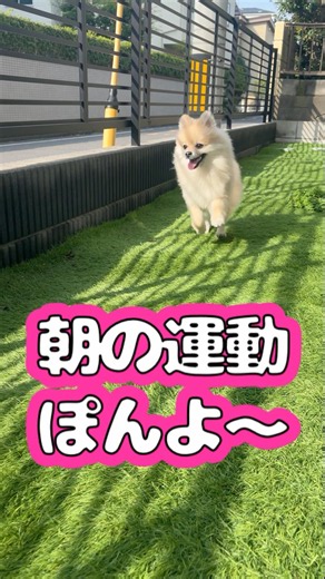 朝の運動ぽんよ〜 #shorts