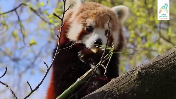 12K views · 345 reactions | Enrichissement panda roux  Attraper des morceaux de fruits sur des branches demande un peu de dextérité. Malgré le caractère un peu fainéant du panda roux, Surya se débrouille plutôt bien ! 珞 | Espace Zoologique - St Martin la Plaine | Facebook
