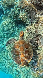 The types of shells we like to look at ✨️ This green turtle’s shell pattern is beautiful. Most turtle shells are covered with scratches and algae, but this one is perfect. It's almost like she knows it and is showing it off proudly in the sunlight. 📽 Tracy Olive Photography 📍 Lady Musgrave Experience | Master Reef Guides